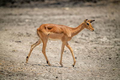 Female common impala walks over rocky scrub