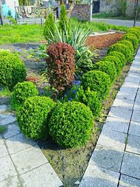 Plants growing on footpath