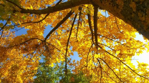 Low angle view of trees in forest during autumn