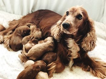 Cocker spaniel feeding puppies