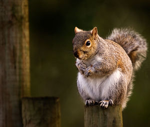 Close-up of squirrel on wooden post