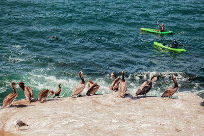 Scenic view of birds swimming in sea