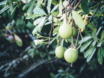 Close-up of fruits growing on tree