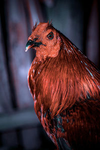 Close-up of rooster