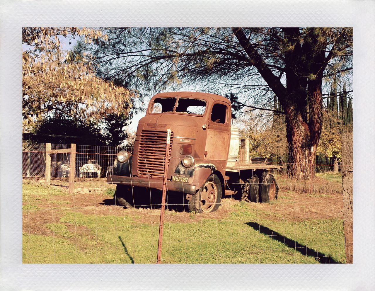 VINTAGE CAR ON GRASSLAND