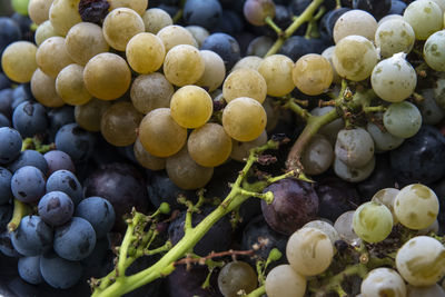 Close-up of grapes growing in vineyard