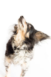 Close-up of a dog over white background