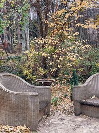 Plants and chairs in basket on table during autumn