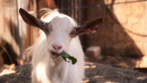 Close-up of goat chewing a leaf