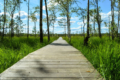 A wooden pathway through a swamp bog marsh
