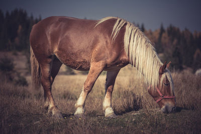 Horse grazing on field