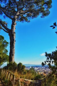 Low angle view of tree against blue sky