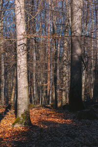 Trees in forest during autumn