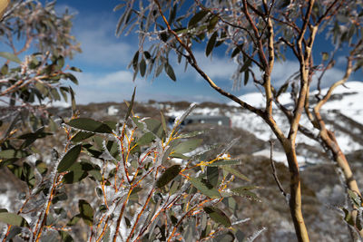 Close-up of snow on plants during winter