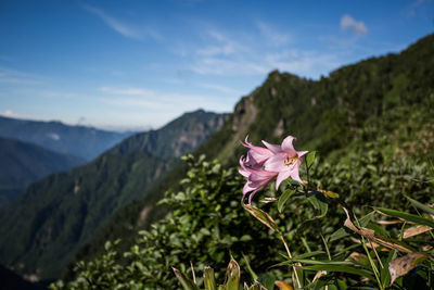 Close-up of pink flowering plant against mountain