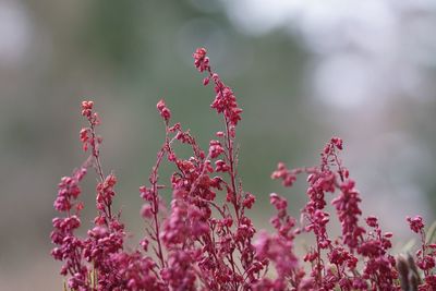 Close-up of red flowers blooming outdoors