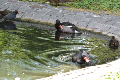 High angle view of ducks swimming on lake