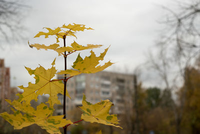 Close-up of yellow maple leaves against sky