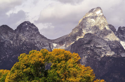 Low angle view of plants against mountains