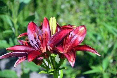 Close-up of red flowering plant