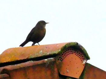 Close-up of bird perching on white wall