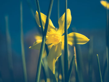 Close-up of yellow flowering plant