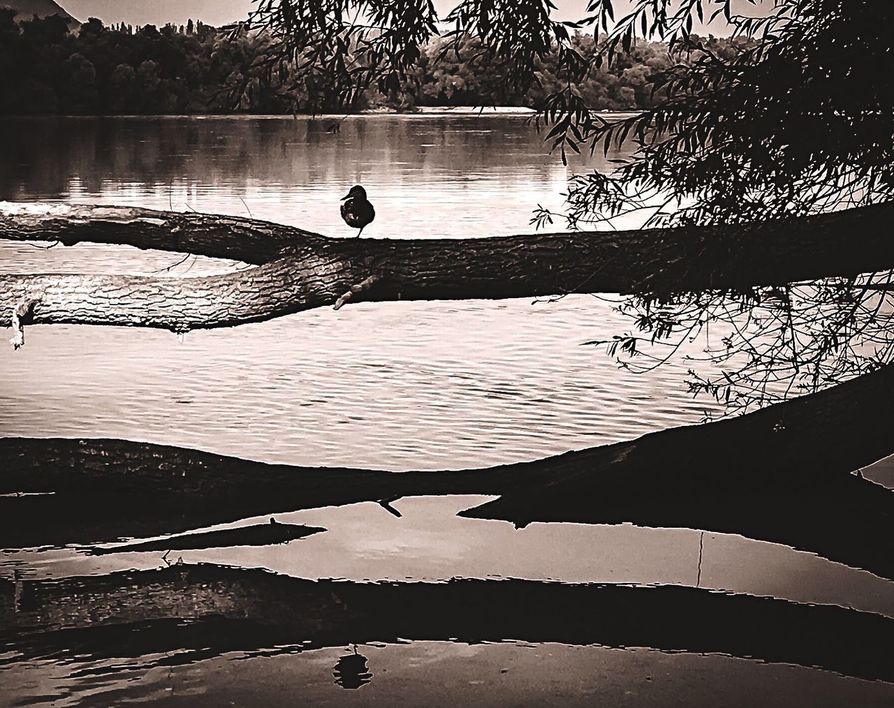 water, reflection, black and white, monochrome, lake, monochrome photography, nature, tree, silhouette, beauty in nature, tranquility, animal, animal themes, plant, scenics - nature, one person, wildlife, bird, outdoors, tranquil scene, day, sky, animal wildlife, black, morning, darkness, men, leisure activity, non-urban scene