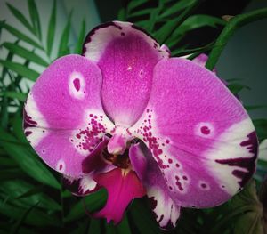 Close-up of pink flowers