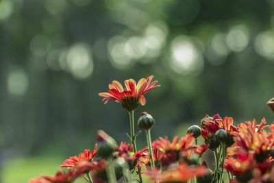 Close-up of red flowering plant