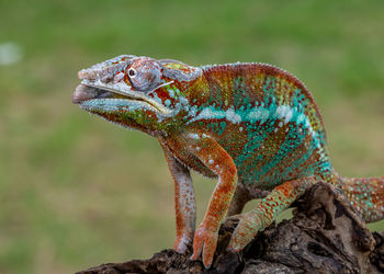 Close-up of lizard