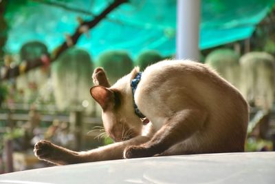 Side view of a cat sitting outdoors