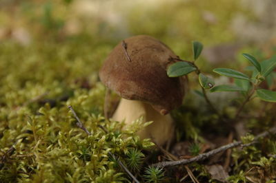 Close-up of mushrooms growing on field