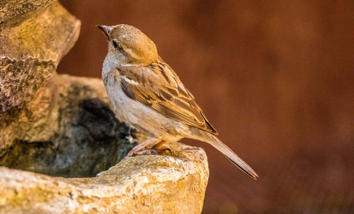Close-up of bird perching on rock