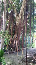 Low angle view of trees in forest