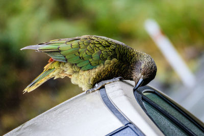 Close-up of a bird