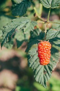 Close-up of strawberry growing on tree