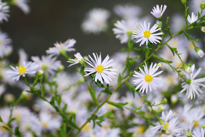 Close-up of white flowering plants on field