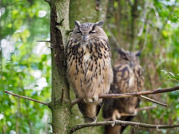 Portrait of bird perching on tree