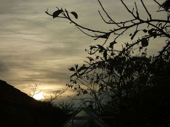 Low angle view of silhouette tree against sky