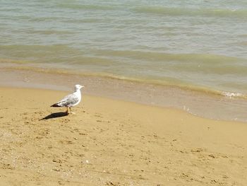 Seagull perching on a beach