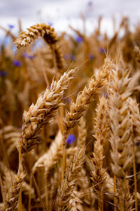 Close-up of stalks in field