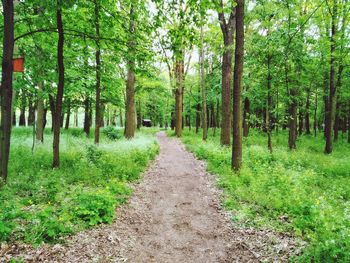 Road passing through forest