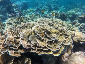 View of fish underwater