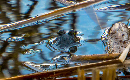 Close-up of turtle in water