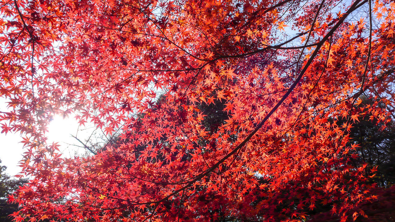 LOW ANGLE VIEW OF MAPLE TREE AGAINST SKY