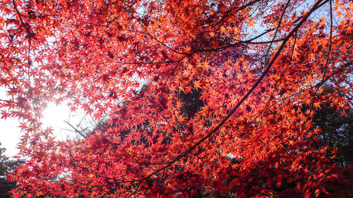 Low angle view of autumnal trees against sky