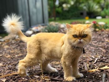 Portrait of ginger cat on field