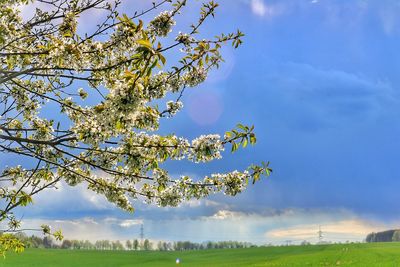 Low angle view of flower tree against sky