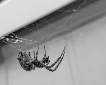 Close-up of spider on web