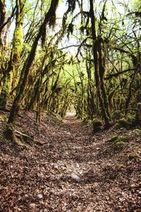 Trees in forest